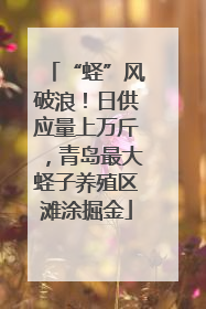 “蛏”风破浪！日供应量上万斤，青岛最大蛏子养殖区滩涂掘金