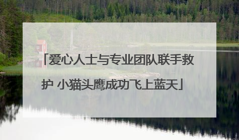 爱心人士与专业团队联手救护 小猫头鹰成功飞上蓝天