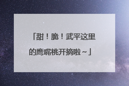 甜！脆！武平这里的鹰嘴桃开摘啦～