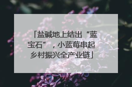 盐碱地上结出“蓝宝石”，小蓝莓串起乡村振兴全产业链