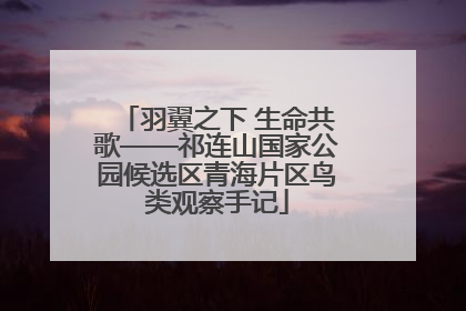 羽翼之下 生命共歌——祁连山国家公园候选区青海片区鸟类观察手记