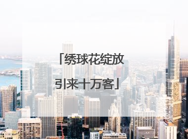 绣球花绽放 引来十万客