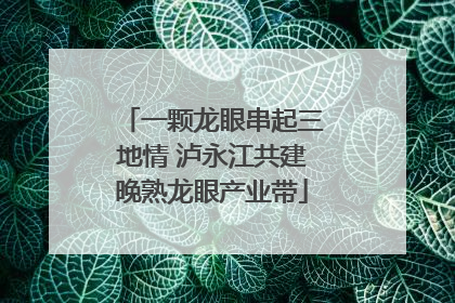 一颗龙眼串起三地情 泸永江共建晚熟龙眼产业带