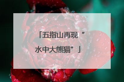 五指山再现“水中大熊猫”