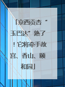 京西贡杏“玉巴达”熟了！它将牵手故宫、香山、颐和园