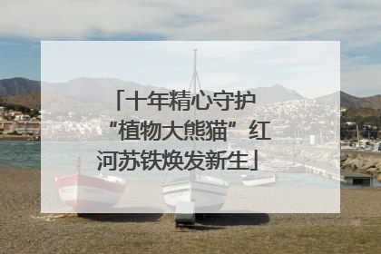 十年精心守护 “植物大熊猫”红河苏铁焕发新生