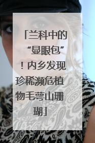 兰科中的“显眼包”！内乡发现珍稀濒危植物毛萼山珊瑚