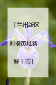 兰州新区拇指黄瓜新鲜上市