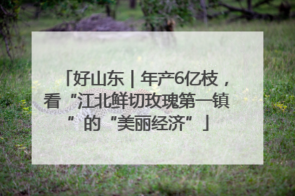 好山东｜年产6亿枝，看“江北鲜切玫瑰第一镇”的“美丽经济”