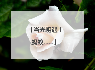 当光明遇上蚂蚁……