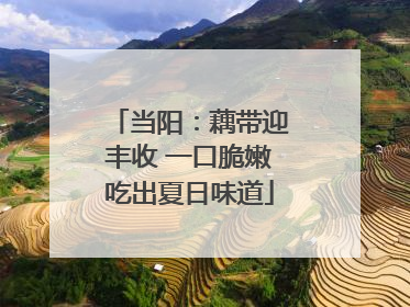 当阳：藕带迎丰收 一口脆嫩吃出夏日味道