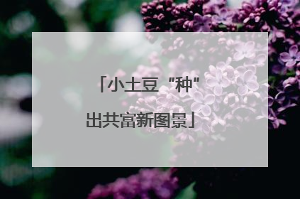 小土豆“种”出共富新图景