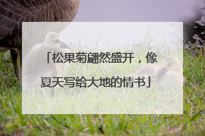 松果菊翩然盛开，像夏天写给大地的情书