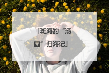 斑海豹“汤圆”归海记