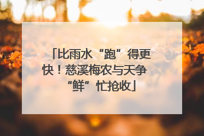 比雨水“跑”得更快！慈溪梅农与天争“鲜”忙抢收