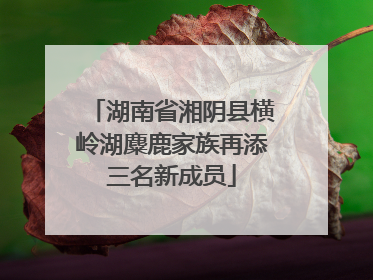 湖南省湘阴县横岭湖麋鹿家族再添三名新成员