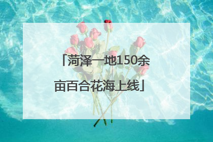 菏泽一地150余亩百合花海上线