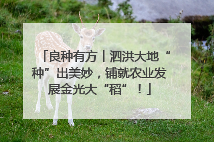 良种有方丨泗洪大地“种”出美妙，铺就农业发展金光大“稻”！