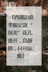 西湖边夏季限定款“臭美”花儿盛开，高颜值，只可远观
