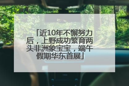 近10年不懈努力后，上野成功繁育两头非洲象宝宝，端午假期华东首展