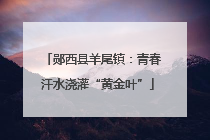 郧西县羊尾镇：青春汗水浇灌“黄金叶”