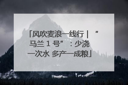 风吹麦浪一线行｜“马兰 1 号”：少浇一次水 多产一成粮