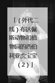 （外代二线）布达佩斯动物和植物园的西伯利亚虎宝宝（2）